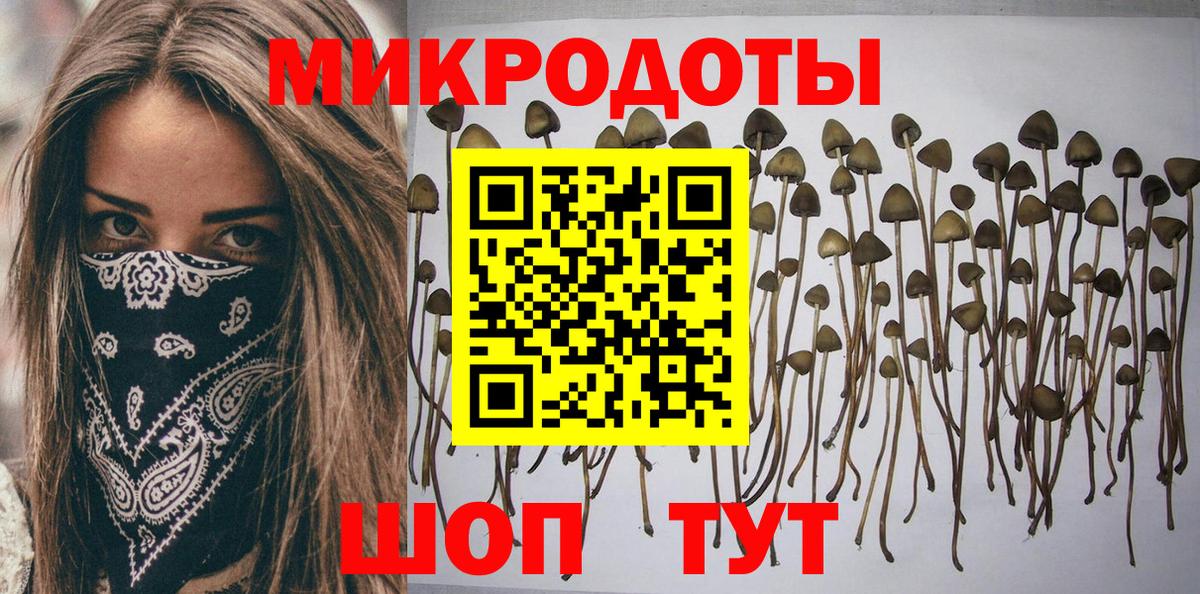 Псилоцибиновые грибы Psilocybe Мурманск